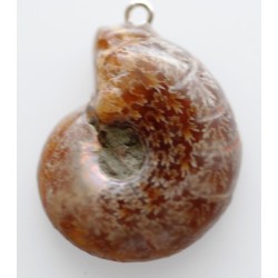 Ammonite en pendentif