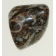 Agate fossile