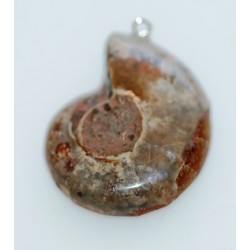 Ammonite en pendentif