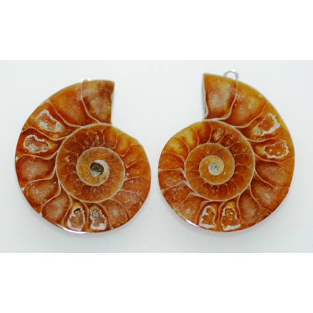 Ammonites en pendentif