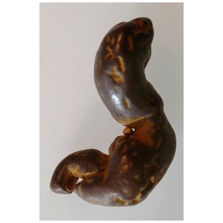 Caca pétrifié de Tortue 