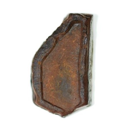 Stromatolite