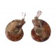 Ammonite en pendentif 2 pièces