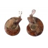 Ammonite en pendentif 2 pièces