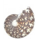 Ptychophylloceras semisulcatum ( d'Orbigny 1841 )