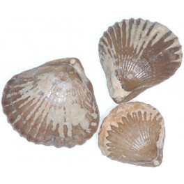 Septaliphoria pinguis