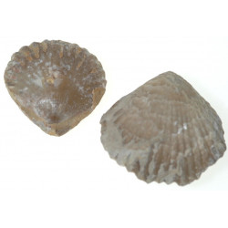 Septaliphoria pinguis