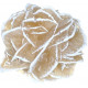 Rose des Sables