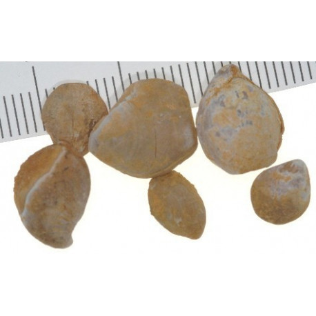 Belothyris pseudojurensis