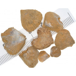 Sulcirhynchia valangiensis 