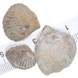 Septaliphoria pinguis