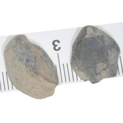 Loriolithyris russilensis