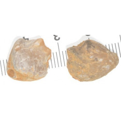 Sellithyris carteroniana