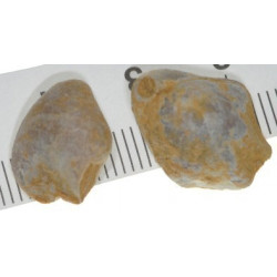 Sellithyris carteroniana