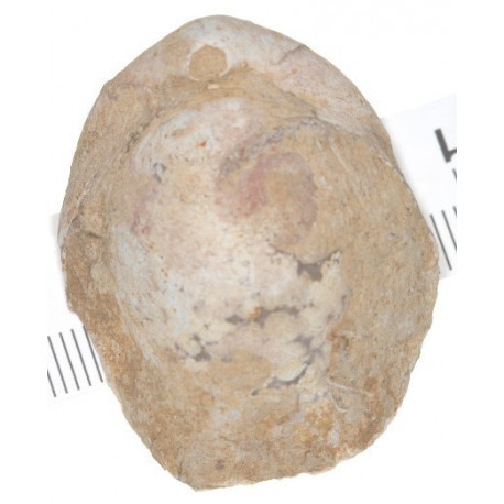 Gallienneithyris galliennei