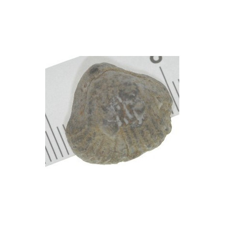 Kutchirhynchia morieri