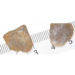 Lepidorhynchia dichotoma