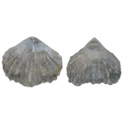 Plicarostrum hauteriviense