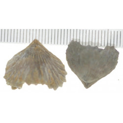 Plicarostrum hauteriviense