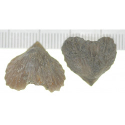 Plicarostrum hauteriviense