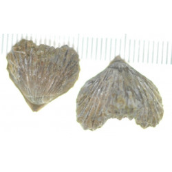 Plicarostrum hauteriviense