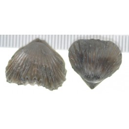 Lamellaerhynchia hauteriviensis 