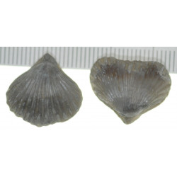 Lamellaerhynchia hauteriviensis 