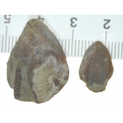 Musculina sanctaecrucis