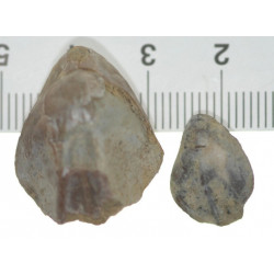 Musculina sanctaecrucis