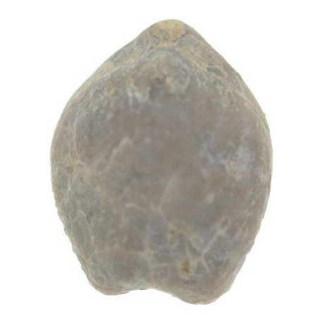 Dzirulina (Belothyris) pseudojurensis