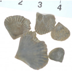 Lamellaerhynchia picteti