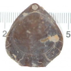 Ptyctothyris deneyriazensis (Rollier1918)