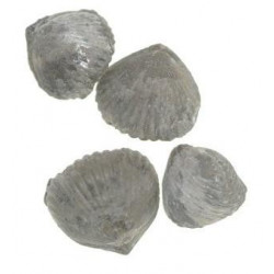 Rhynchonelloidella alemanica